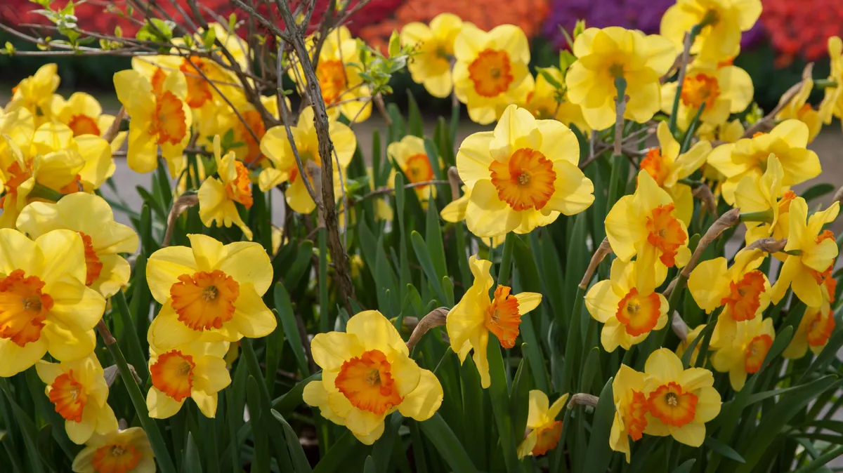 brian may denied permission to plant daffodils on village green — GB news